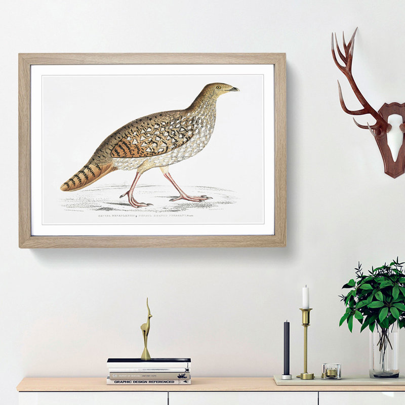 Pheasant Illustration by John Edward Gray - Picture Frame Painting Print, 48cm H x 65cm W x 2cm D, Oak Framed