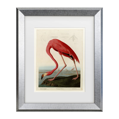 John James Audubon, art encadré mat «American Flamingo»