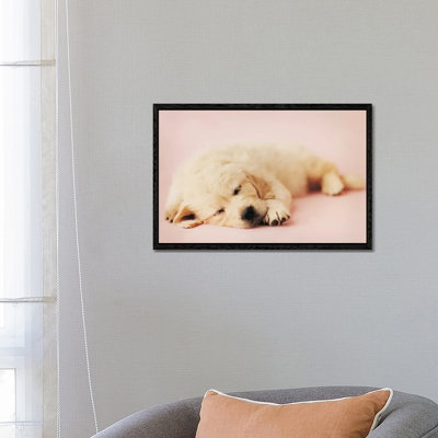 Samuel by Rachael Hale - Print on Canvas