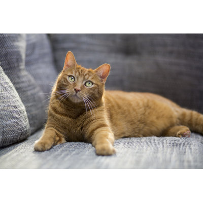 Cat Lying on Sofa by Simonkr
