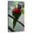 Radiant Rainbow Lorikeet-1221579445