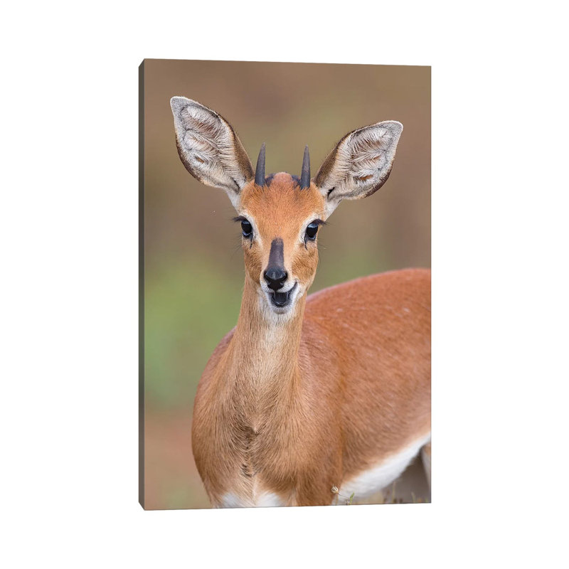 Steenbok by Mogens Trolle - Wrapped Canvas Print, 20.32 cm H x 30.48 cm W