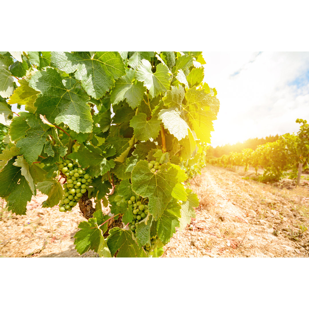 Leinwandbild Old Vineyards