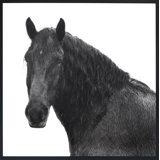 Horse Riggs Farm 5 Print by Chris Dunker