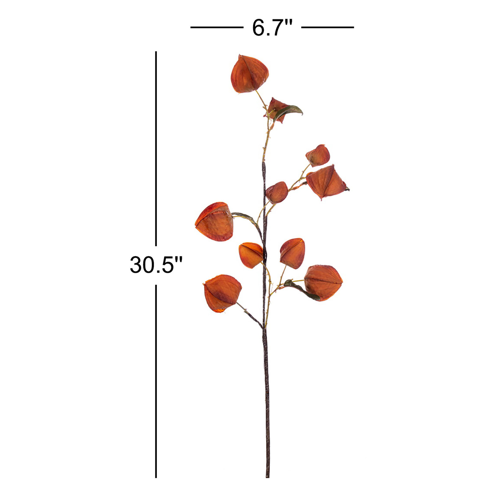 Dried Lantern Stems