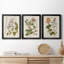 «Vintage Flowering Trees II», ensemble de 3 impressions sur toile encadrées-428839002-428839007