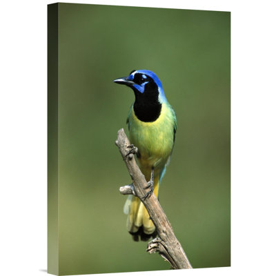" Green Jay Perching "