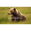 Ensemble de courtepointe «Your Lifestyle» par Donna Sharp Brown Bear Cabin-1797861699