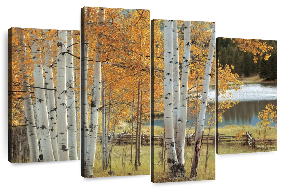 Millwood Pines Alvord Birch Beauty | Wayfair