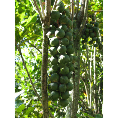 Macadamia Nut Tree - Live Tree in a 3 Gallon Pot - Edible Nut Tree for Gardens
