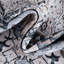 Tapis oriental gris Oluremi-684975420