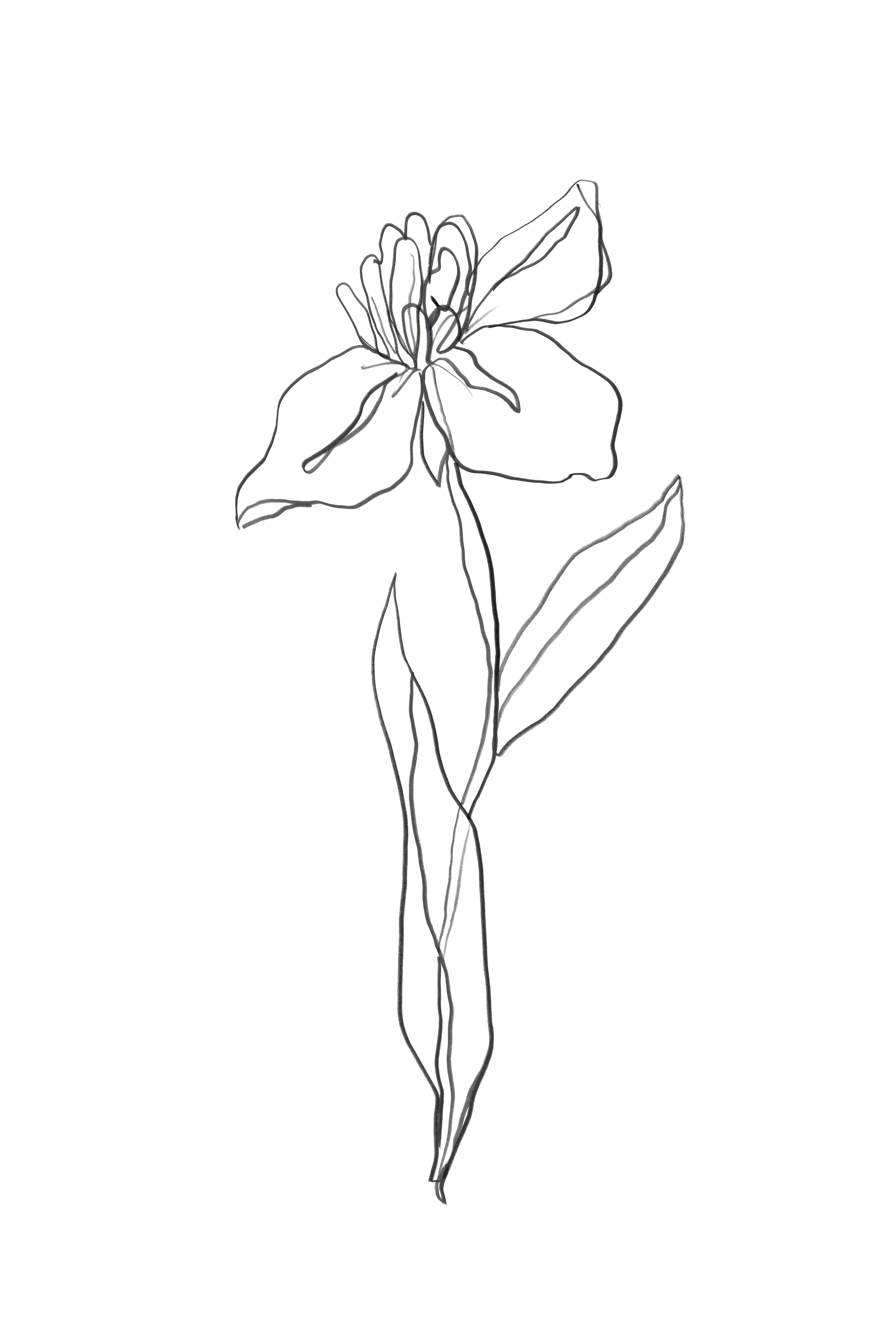 Minimalist Single Line Drawing of a Daffodil