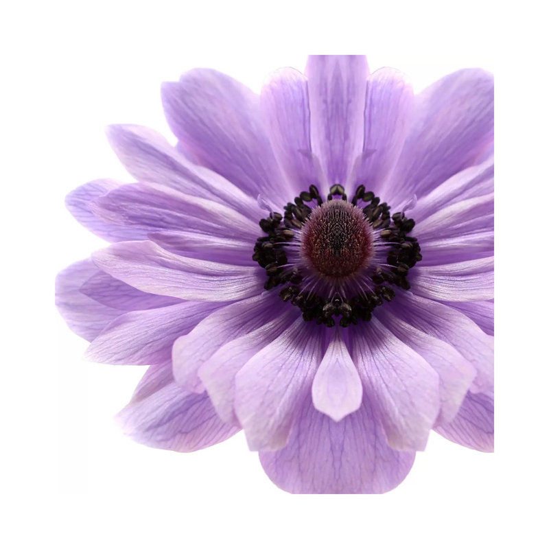 Pale Lilac Anemone 1 Piece Wrapped Canvas Wall Art, 30.48 cm H x 30.48 cm W