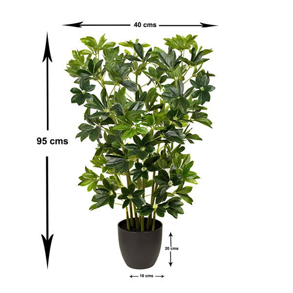 97cm Plant