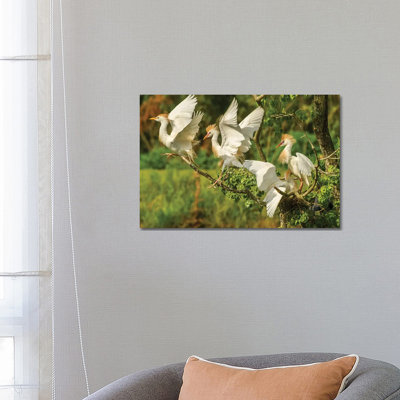USA, Louisiana, Vermilion Parish. Cattle Egrets Fighting. by Jaynes Gallery - Wrapped Canvas Print