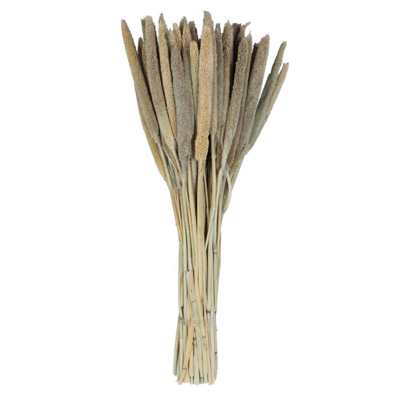 1'' Plant