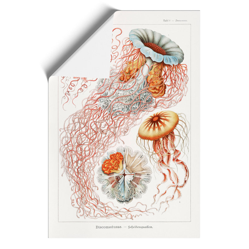 Discomedusae Jellyfish Vol.1 by Ernst Haeckel - No Frame Painting, 59cm H x 42cm W x 0.1cm D