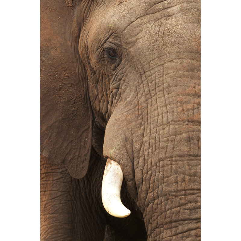 Brown Elephant - Wrapped Canvas Print, 46cm H x 30cm W x 3.8cm D