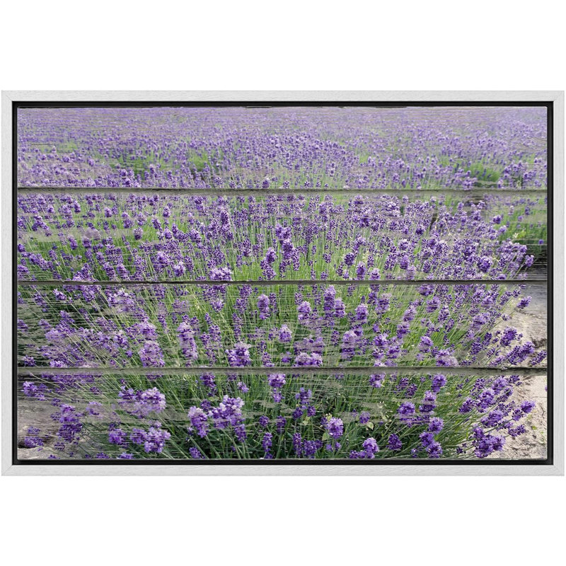 Mauve champ de lavande - impression sur toile tendue, H 16 po x l 24 po, Cadre flottant blanc