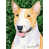 Bull Terrier