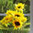 Sunflower Arrangement in Vase