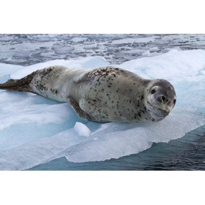 Leopard Seal - Photographie sur toile tendue