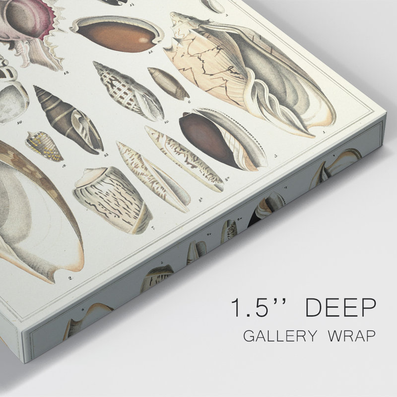 Seashell Display " Seashell Display ", 18" H x 12" W x 1" D