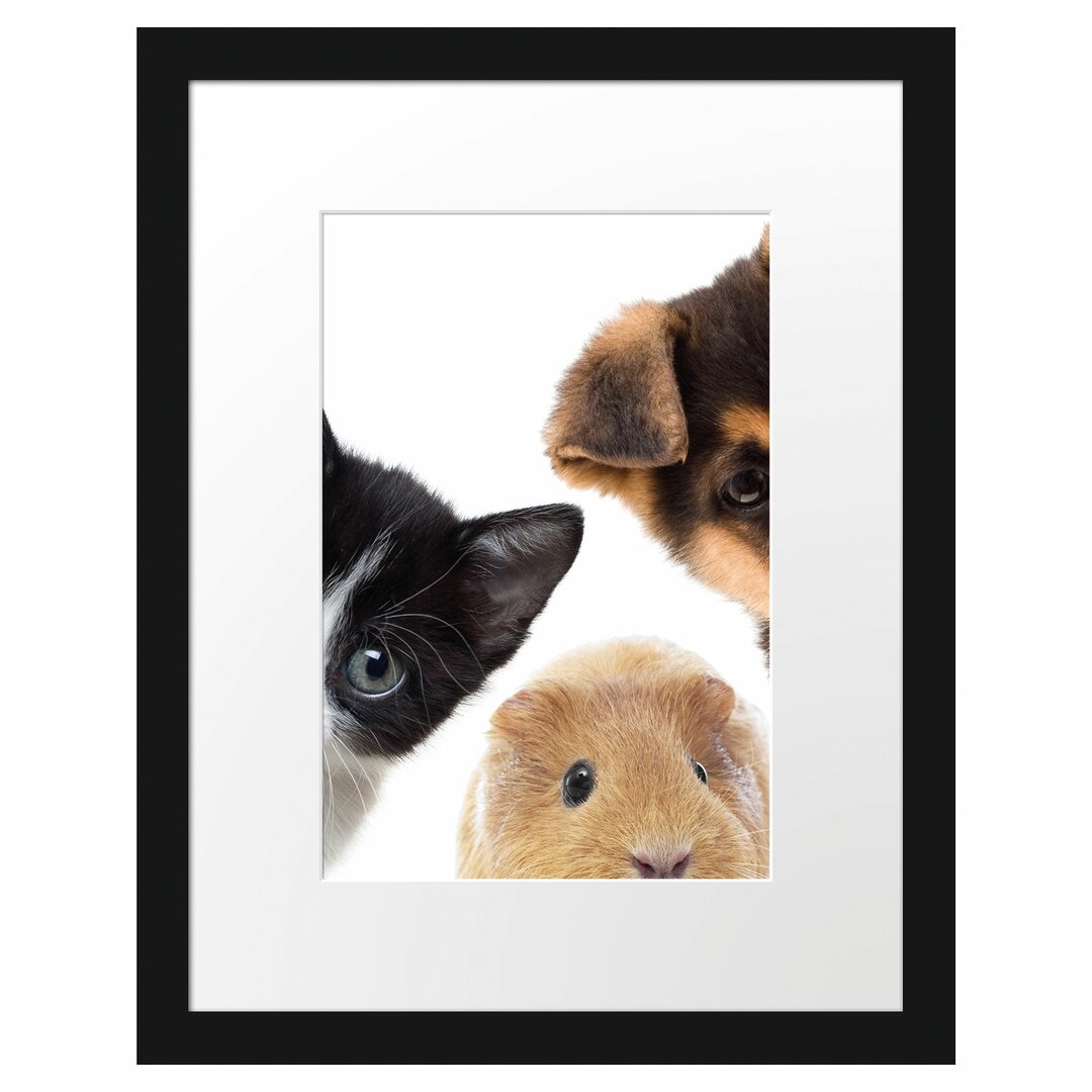 Gerahmtes Poster Trio Hund Katze Meerschwein