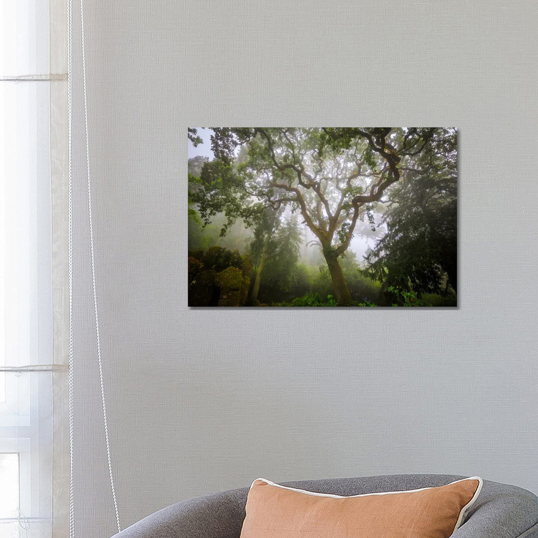 Sintra Forest, Sintra, Portugal by Jim Nilsen - Wrapped Canvas Gallery-Wrapped Canvas Giclée
