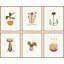 Botanical Studies Print by Susan Hable