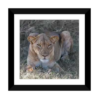 " Lioness " by Scott Bennion