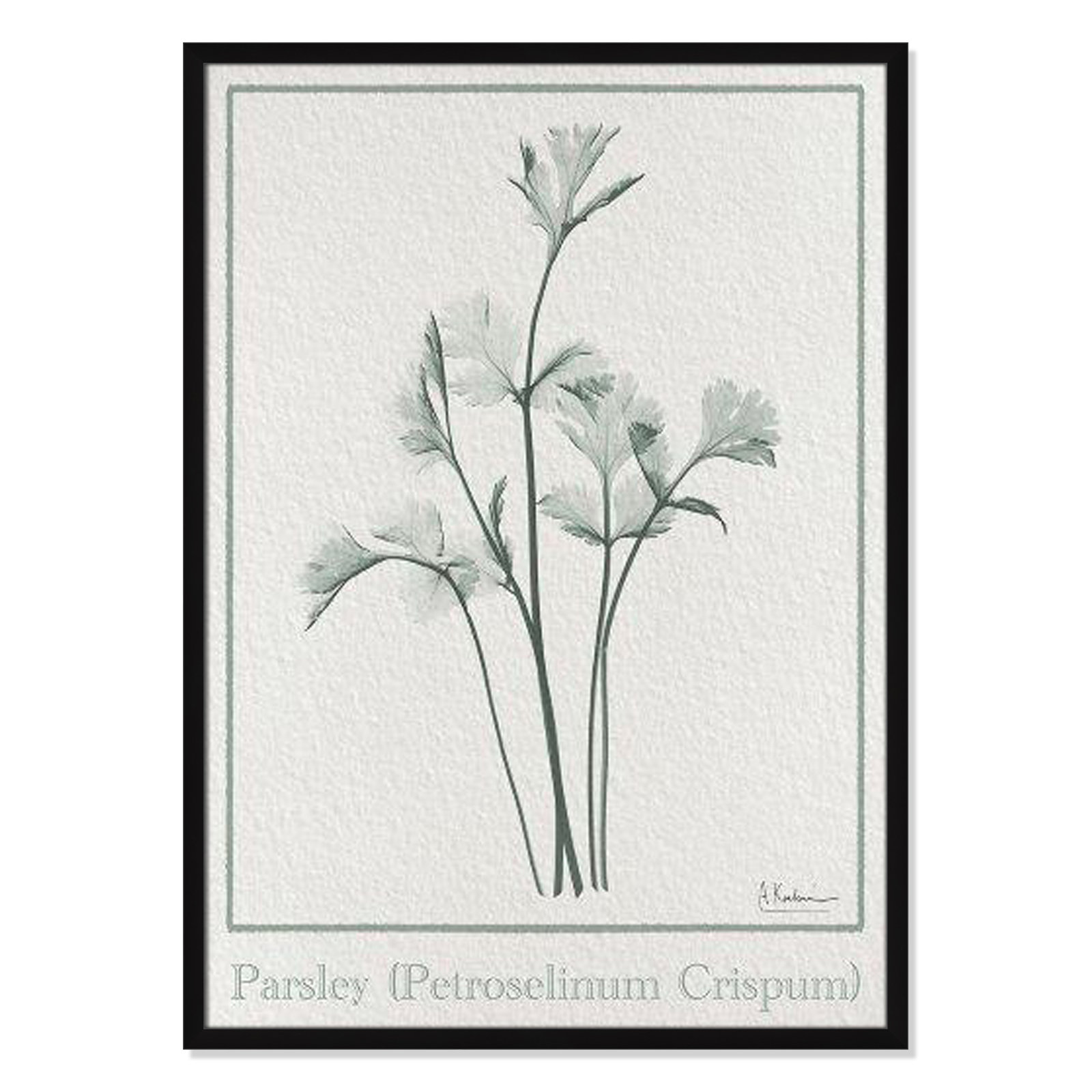 Jeanette "Parsley II" Print by Albert Koetsier, 35.5" H x 25.5" W x 1.25" D, Black Framed Paper