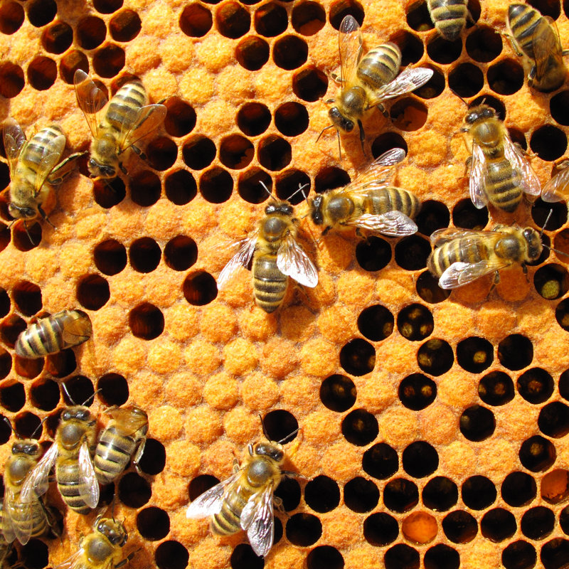 Bees In Beehive - Wrapped Canvas Print, 30cm H x 30cm W x 3.8cm D