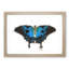 Ulysses Butterfly by George Shaw - Picture Frame Painting Print-55606050-55606051
