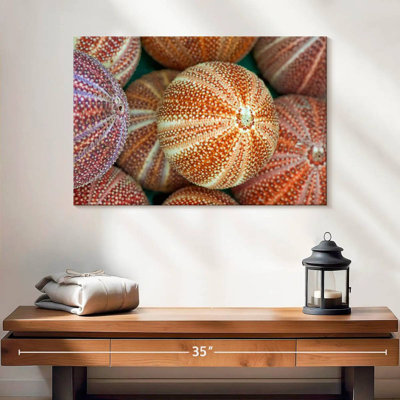 Striped Sea Urchin Shells
