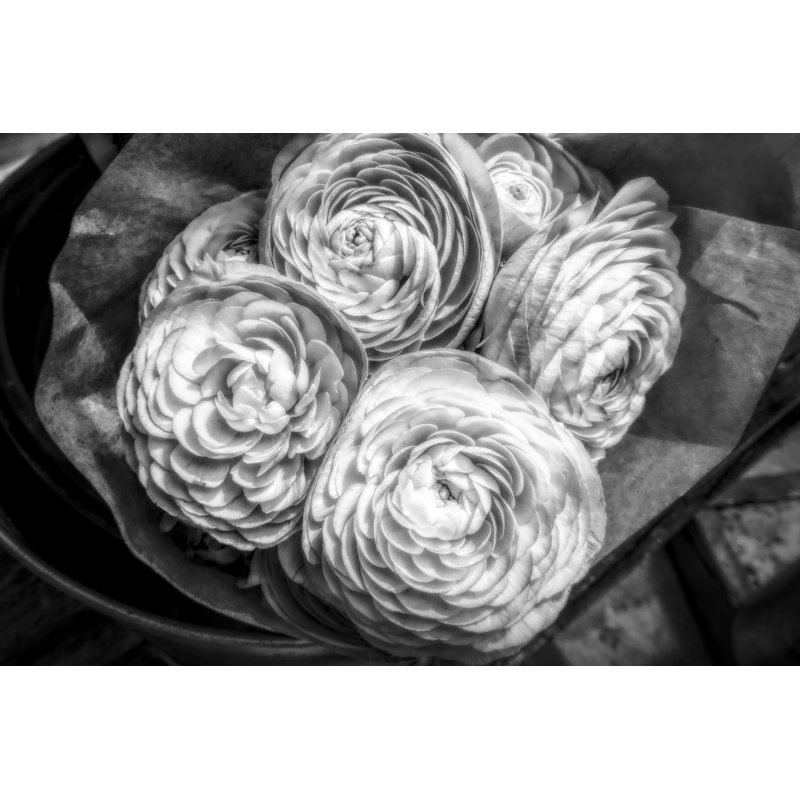 Moody European Ranunculus 24x36