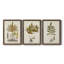 Fern Botanical I - Ensemble de 3 peintures sur toiles encadrées-772660938-772660943