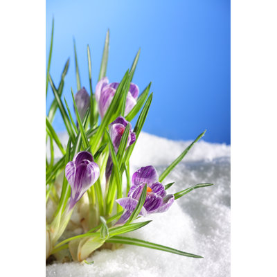 Crocuses by Frytka