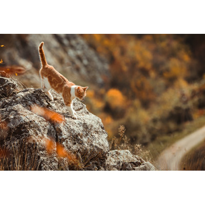 Chat de race mixte marchant sur un rocher par Mixetto