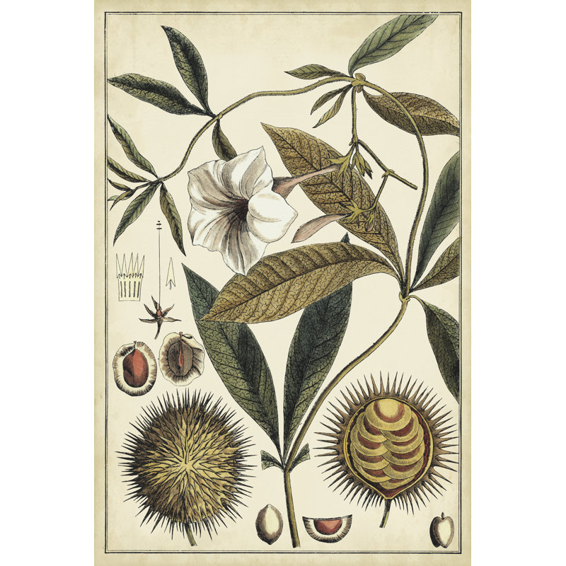Ivory Botanical Study II 1 Piece Wrapped Canvas Wall Art, 122cm H x 81cm W x 3.8cm D