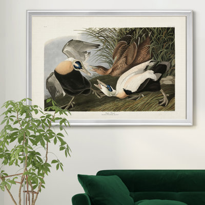 " Eider Duck "