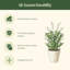 Piquets de soutien pour plantes de jardin Wave-131140749
