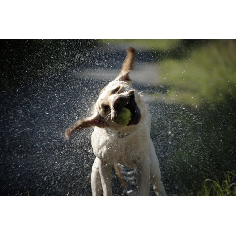 Dog Is Shaking - Wrapped Canvas Print, 20cm H x 30cm W x 3.8cm D