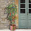 Dennis Metal Self Watering Plant Pot Tomato Tower