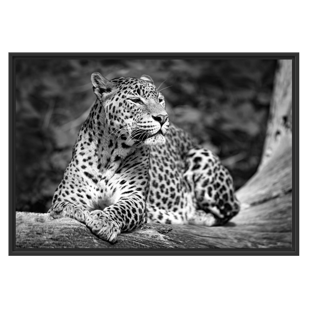 Gerahmtes Wandbild Leopard in der Natur B&W