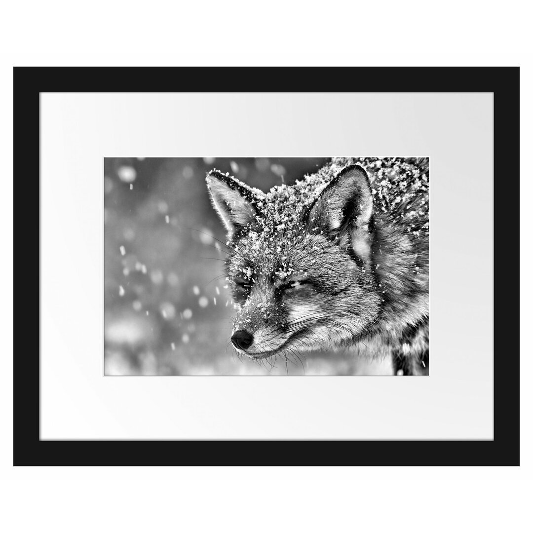 Fuchs im Schnee Gerahmter fotografischer Kunstdruck