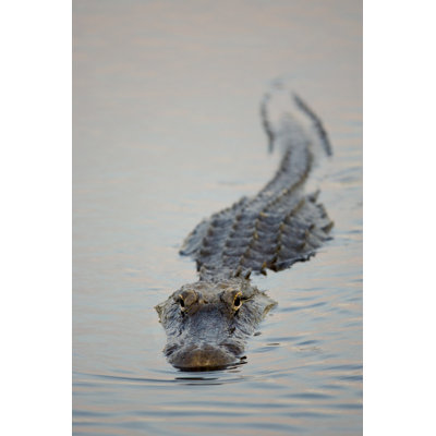 Alligator Swimming 1 Piece Wrapped Canvas Wall Art