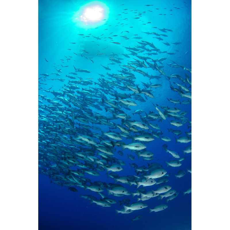 Red Snapper - photographie sur toile tendue, H 18 po x l 12 po