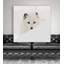 «Arctic Fox», reproduction de photo-33511648-32971782