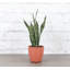 Live Zeylancia Snake Plant